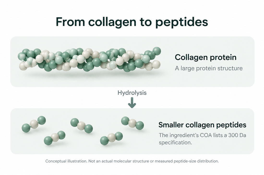 Why Cod Skin? The Story Behind Our White Synergy Collagen | Wellinder
